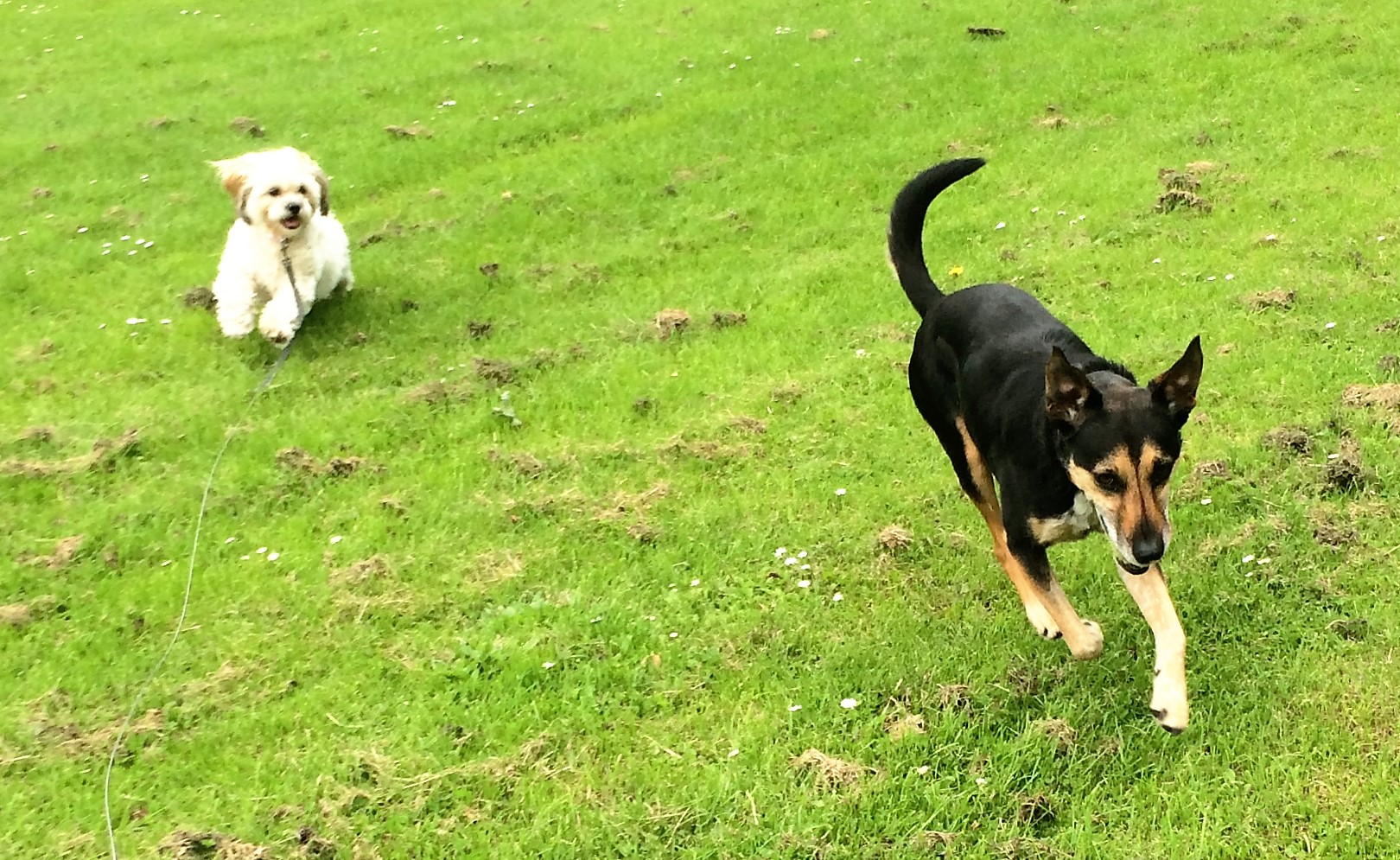 Home Scottish Dog Walkers